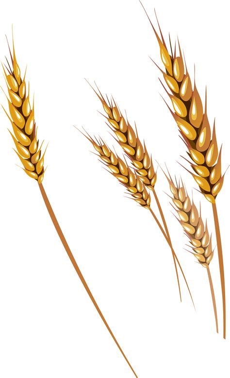 Wheat PNG transparent image download, size: 2579x4238px