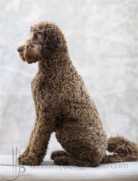 curly……! | Australian labradoodle, Labradoodle, Labradoodle grooming