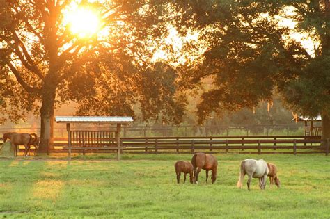 Horses grazing at sunset. | A few horses near Ocala, Fl graz… | Flickr