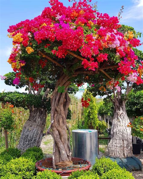 Bougainvillea Plant Colors