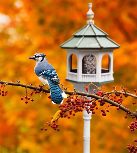 19 Berry-Producing Plants That Will Attract Birds to Your Yard