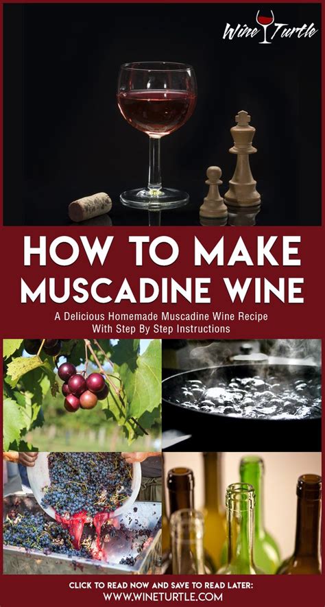 A Homemade Muscadine Wine Recipe You Must Try! | Homemade wine recipes ...