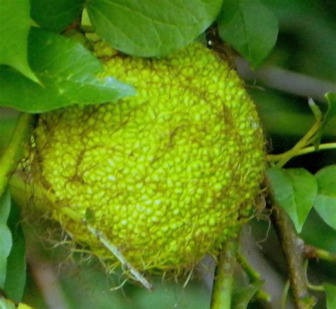 "What's Blooming Now" : Osage-orange, Hedge-apple, Bodark (Maclura pomifera)