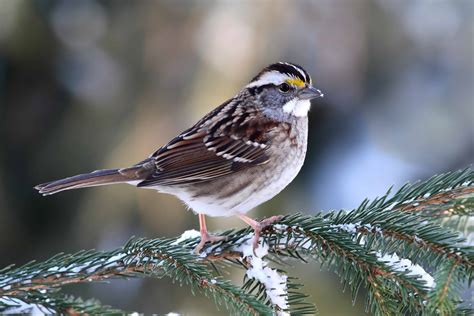 White-throated Sparrow – Indiana Audubon