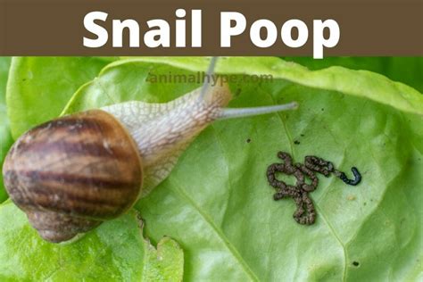 Snail poop - dopdu