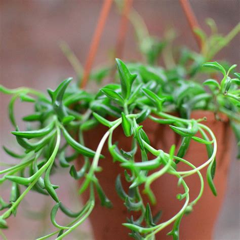 The String of Dolphins Succulent Adds Whimsy to Any Indoor Garden