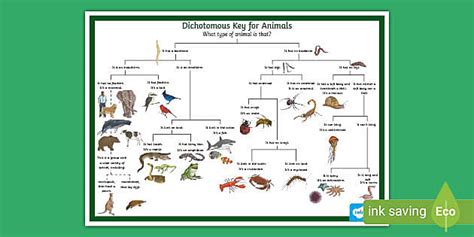 Dichotomous Key Examples Biology