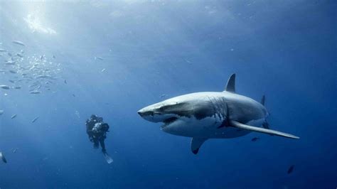 Free diving with great white sharks : EAF