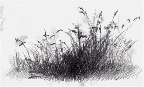 Grass Drawing Sketch - Drawing Skill