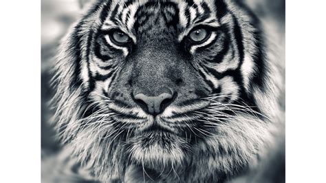 🔥 Download Black And White Siberian Tiger 4k Wallpaper by @jesusg29 ...