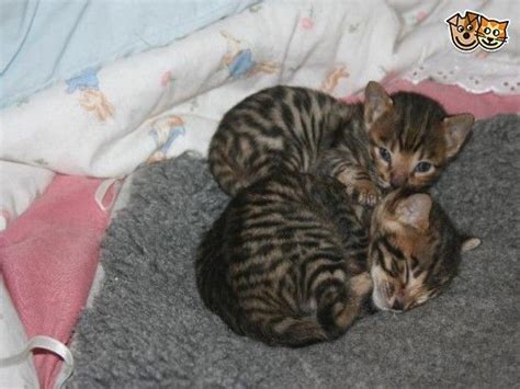 Home reared Toyger Kittens | Bacup, Lancashire | Pets4Homes Kitty Cats ...