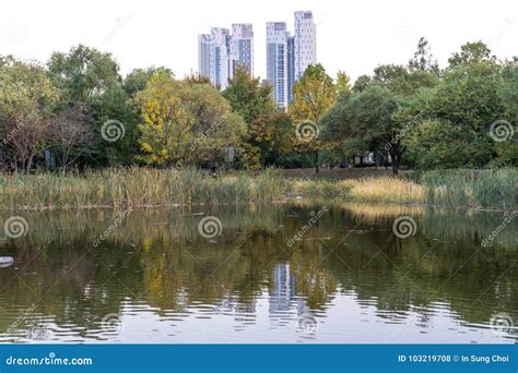 Seoul forest park stock photo. Image of autumn, scenic - 103219708