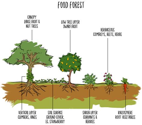 Food & Trees for Africa - What is a food forest, and how do I design one?