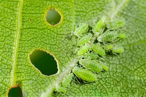 Aphids on Your Plants? How to Get Rid of Aphids Permanently - A-Z Animals