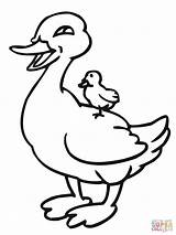 Baby Duckling Riding On Mother Duck coloring Page  Free Printable sketch template
