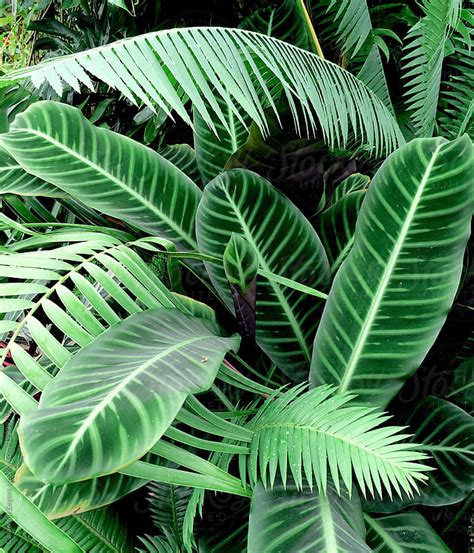 jungle plants by Cameron Zegers - Stocksy United