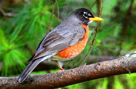 American Robin - Description, Habitat, Image, Diet, and Interesting Facts