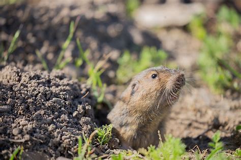 Pocket Gopher Facts: Animals of North America - WorldAtlas