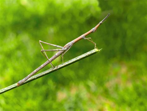 Do Walking Sticks Eat Spiders? Unraveling The Mystery