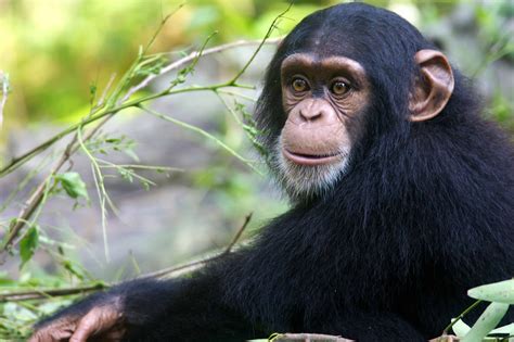 50 Chimpanzee Facts About The Great Ape | Facts.net