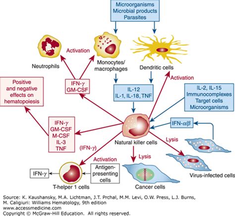 Natural Killer Cells Diagram