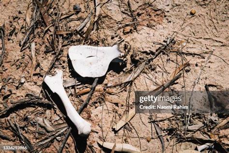 Decomposition Soil Photos and Premium High Res Pictures - Getty Images