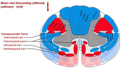 Medial Reticulospinal Tract