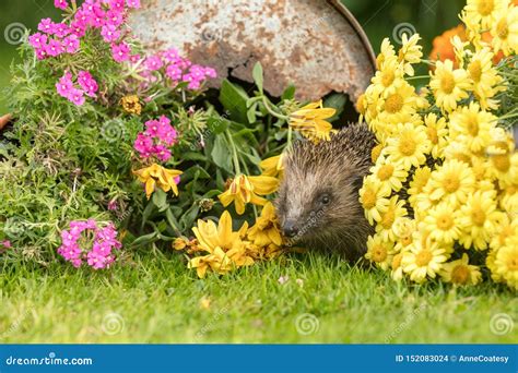 Hedgehog in a Summer Garden with Colourful Flowers Stock Photo - Image ...