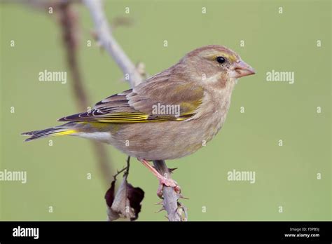 European Greenfinch, Female perched on a branch, Campania, Italy ...