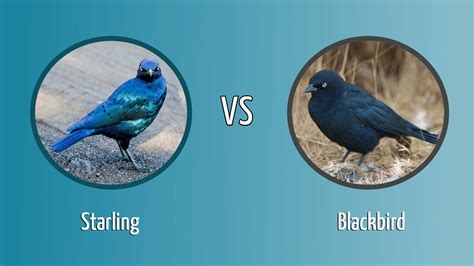 Starling vs. Blackbird: How to Tell the Difference - Optics Mag