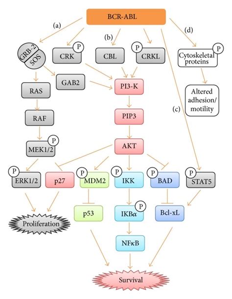 Signaling pathways activated by BCR-ABL. (a) BCR-ABL activates ...