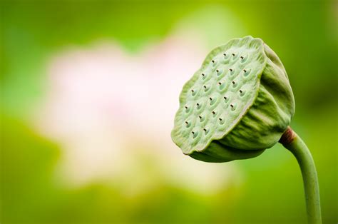 Stages of a Lotus Flower Blooming at Kenilworth Aquatic Gardens — Todd Henson Photography