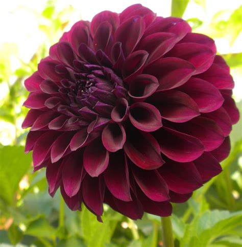 The Best Summer Bulbs | Dahlia, Black satin and Plants