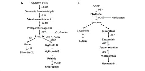 | Schematic biosynthetic pathways of porphyrin and carotenoid in plants... | Download Scientific ...