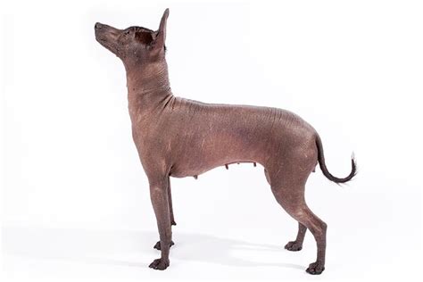 Xoloitzcuintli Dog Breed Information