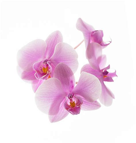 Royalty Free Pink Orchid Pictures, Images and Stock Photos - iStock