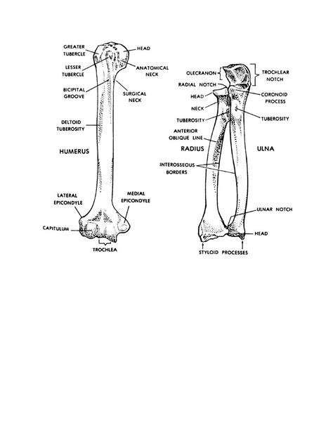 Figure 4-9. The humerus, radius, and ulna. - Basic Human Anatomy