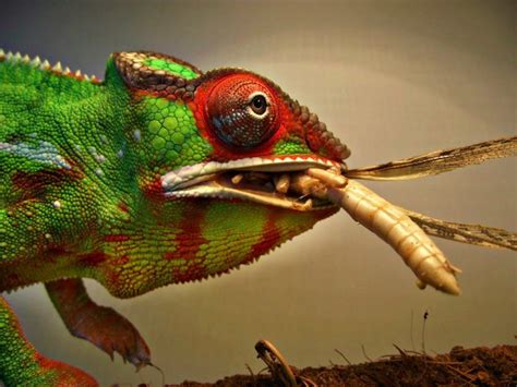 What Do Chameleons Eat? Diet & Nutrition Guide