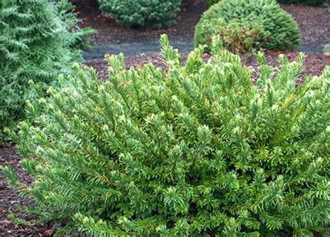 Cephalotaxus harringtonia 'Hedgehog' Dwarf Japanese Plum Yew - Kigi Nursery