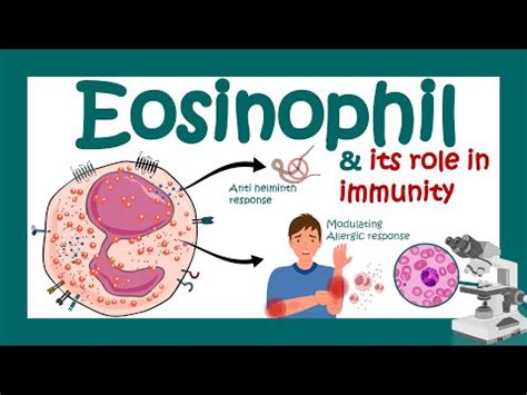 Eosinophils| Eosinophil and its role in immunity | What causes high ...