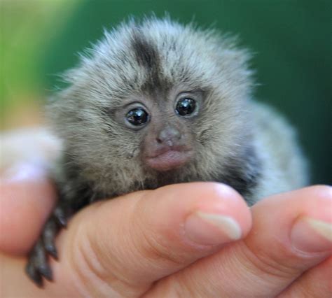 Cute baby marmoset being raised in Germany (7 pics) | Amazing Creatures