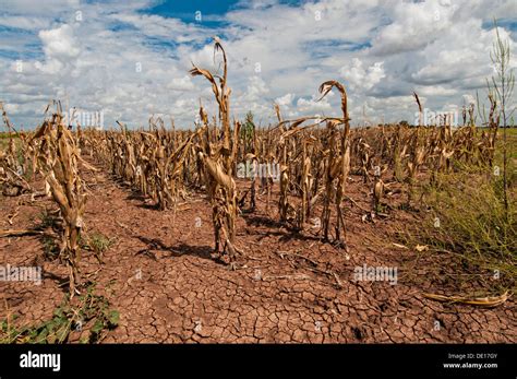 Drought devastated corn crops August 20, 2013 in Navasota, Texas Stock Photo - Alamy