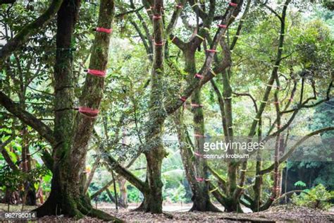 907 Durian Farm Stock Photos, High-Res Pictures, and Images - Getty Images