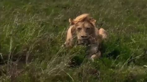 Lion Eats Hyena Alive - YouTube