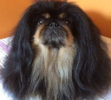 Black & Tan Pekes are making a comeback in the show ring! Tiny Monkey, Pekingese Puppies, Fu Dog ...