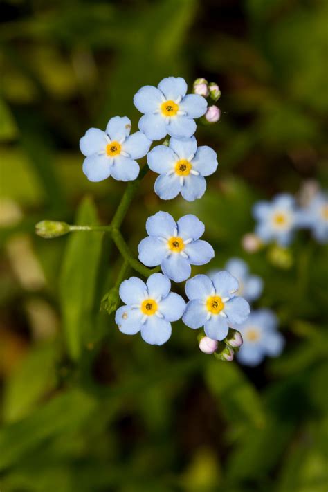 A simple guide to the wildflowers of Britain - Country Life (2024)