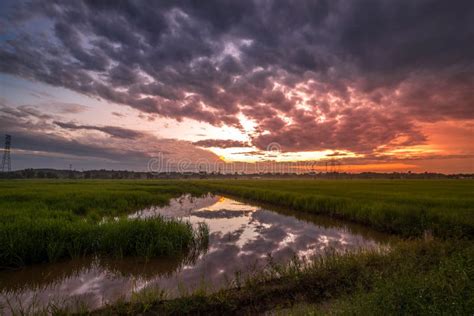 Beautiful Sunrise Over Paddy Field Stock Photo - Image of field ...