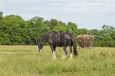 Gypsy Vanner, horse stock image. Image of bridle, gelding - 249281407