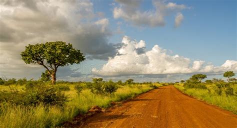 African Savanna Landscape for Background Use Stock Photo - Image of design, experience: 170361894