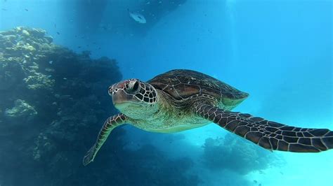 Why Are Hawksbill Turtles Endangered? - American Oceans